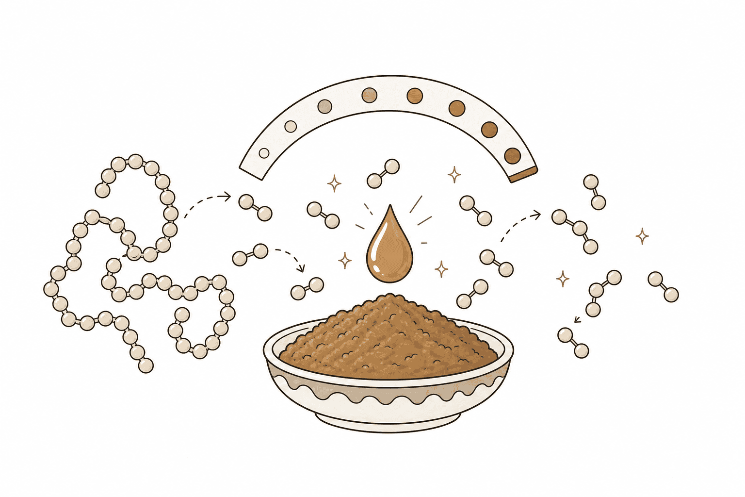 Illustration of Amino Nitrogen