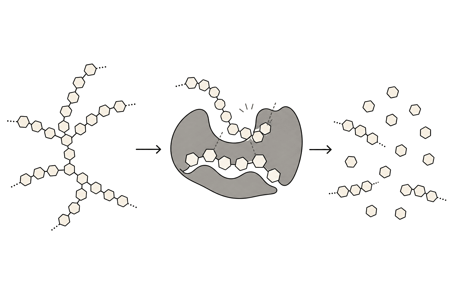Illustration of Amylase