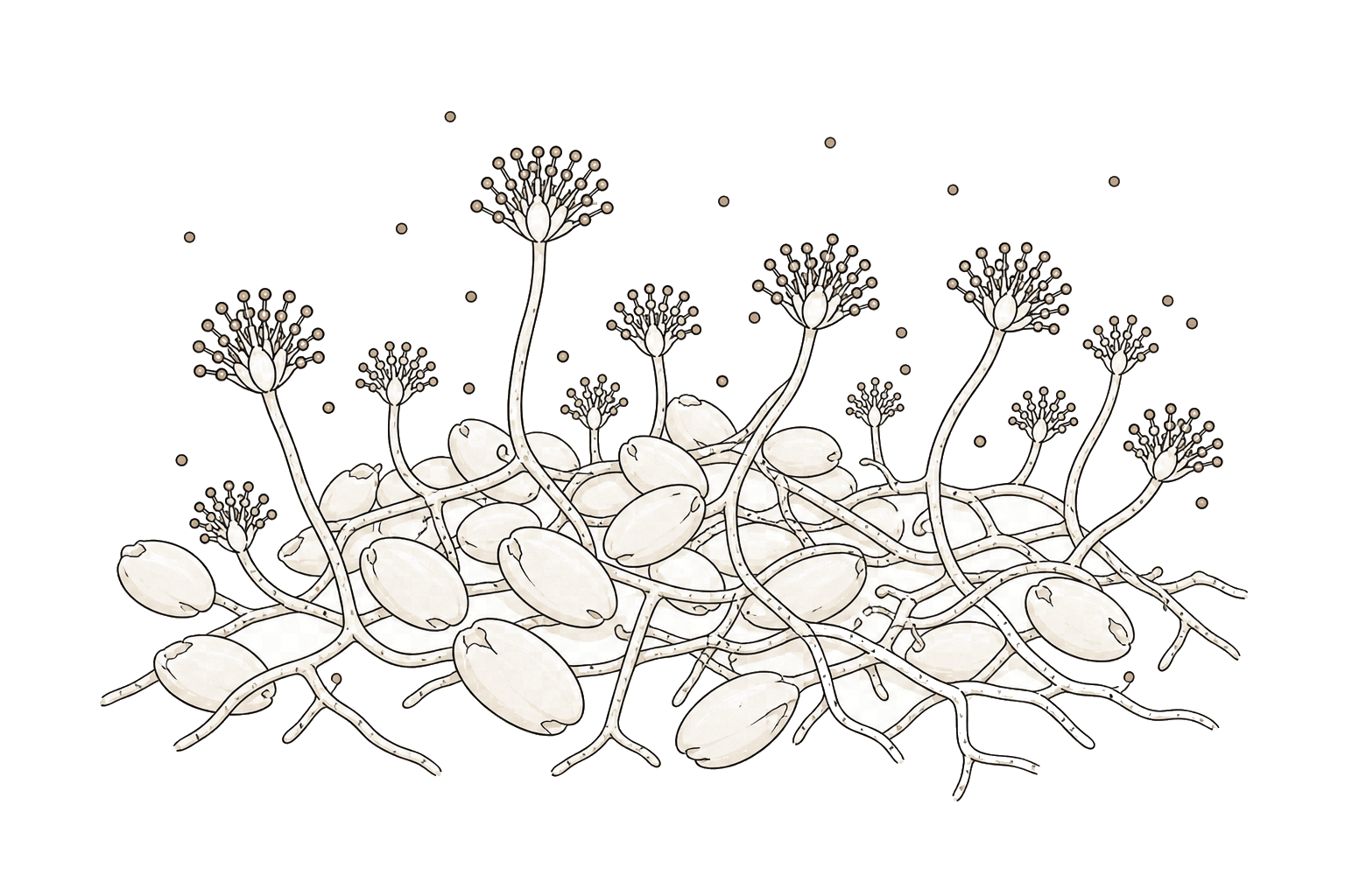 Illustration of Aspergillus oryzae