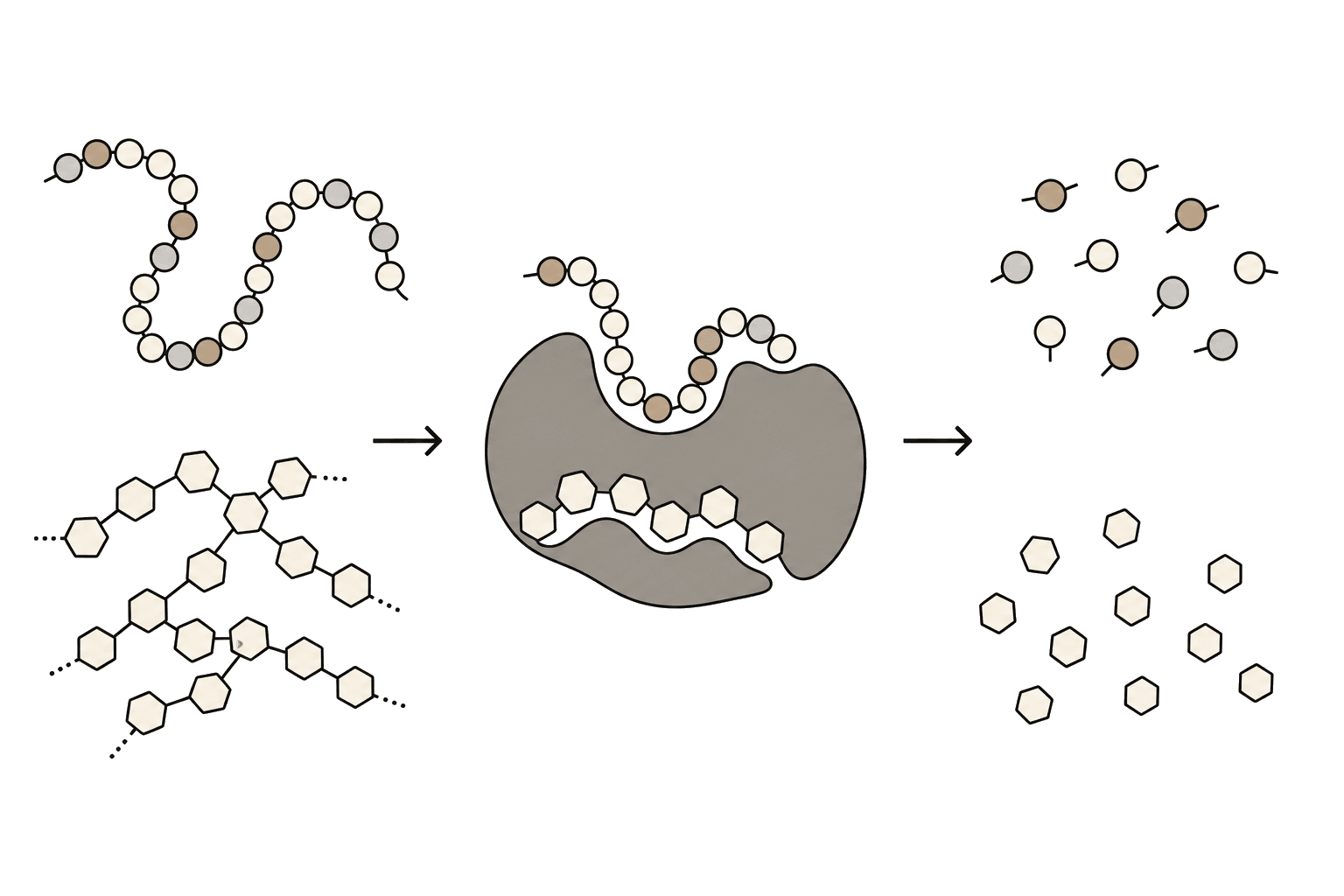 Illustration of Enzyme