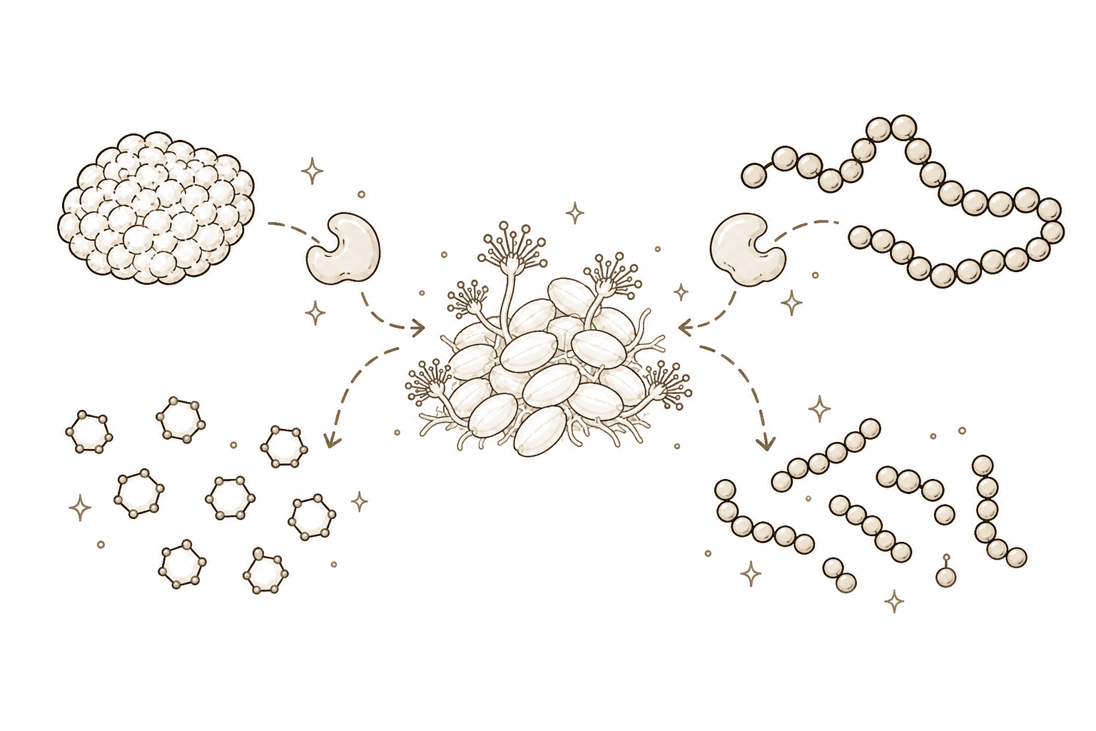 Illustration of Koji Enzyme Activity