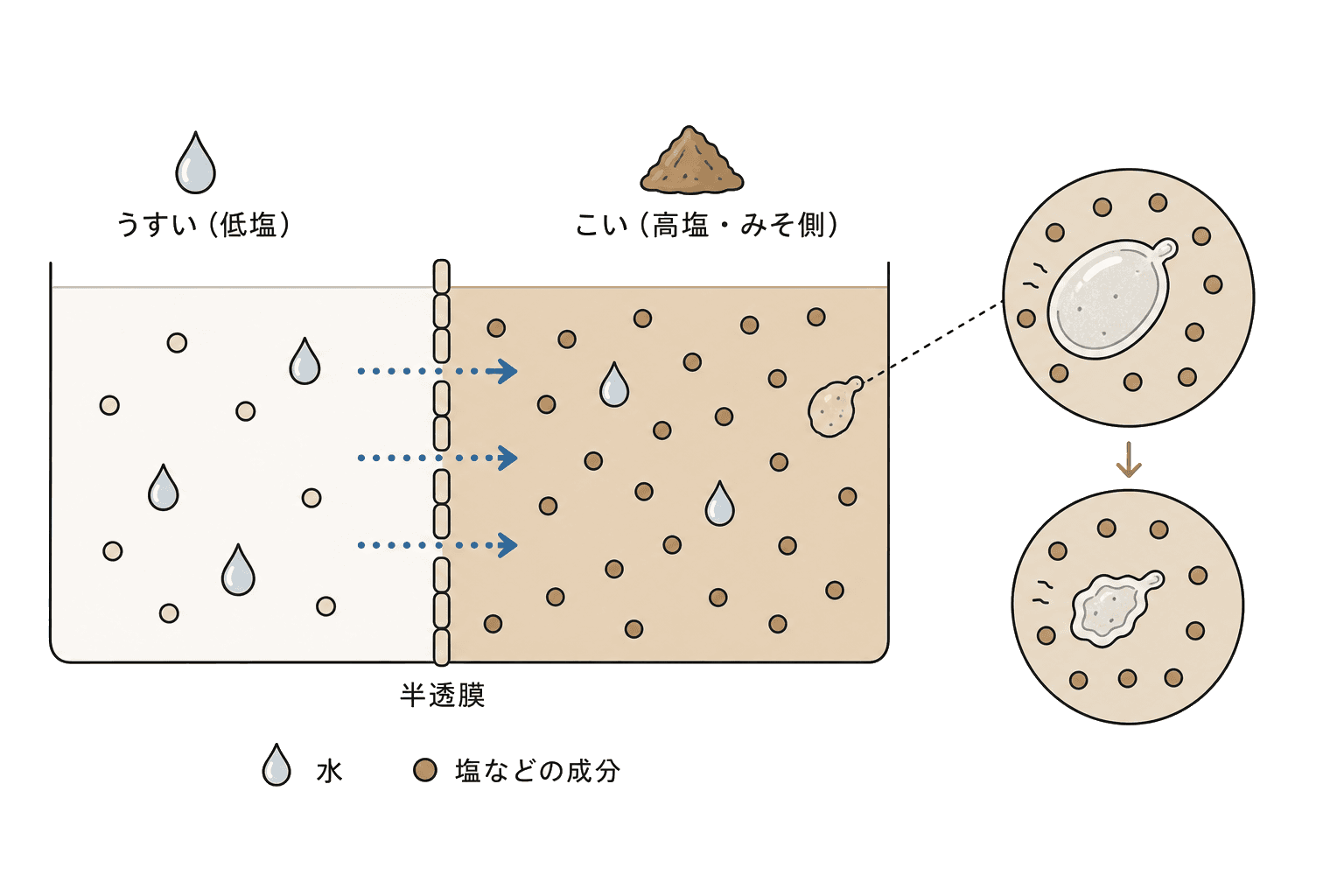Illustration of Osmotic pressure