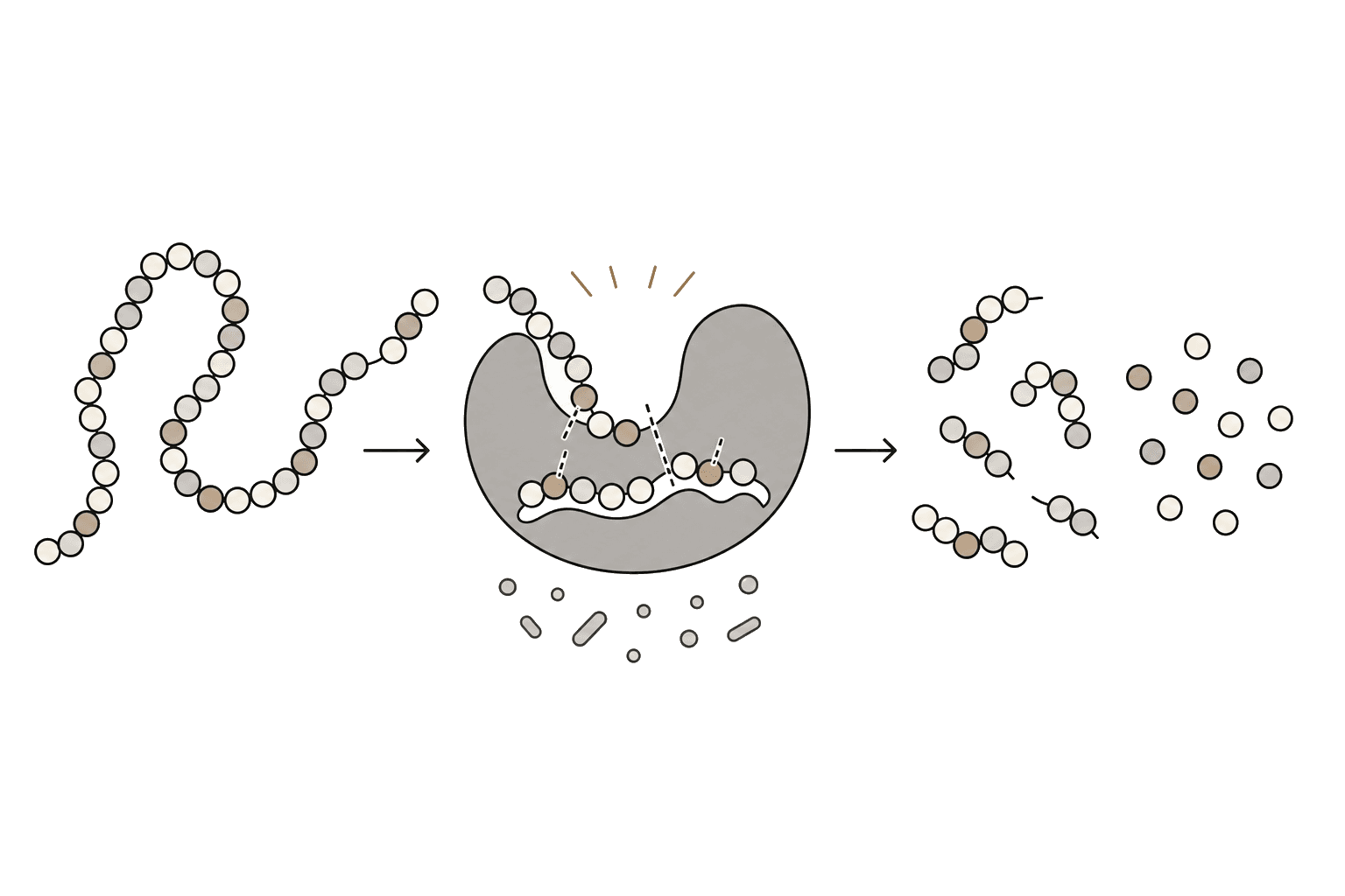 Illustration of Protease