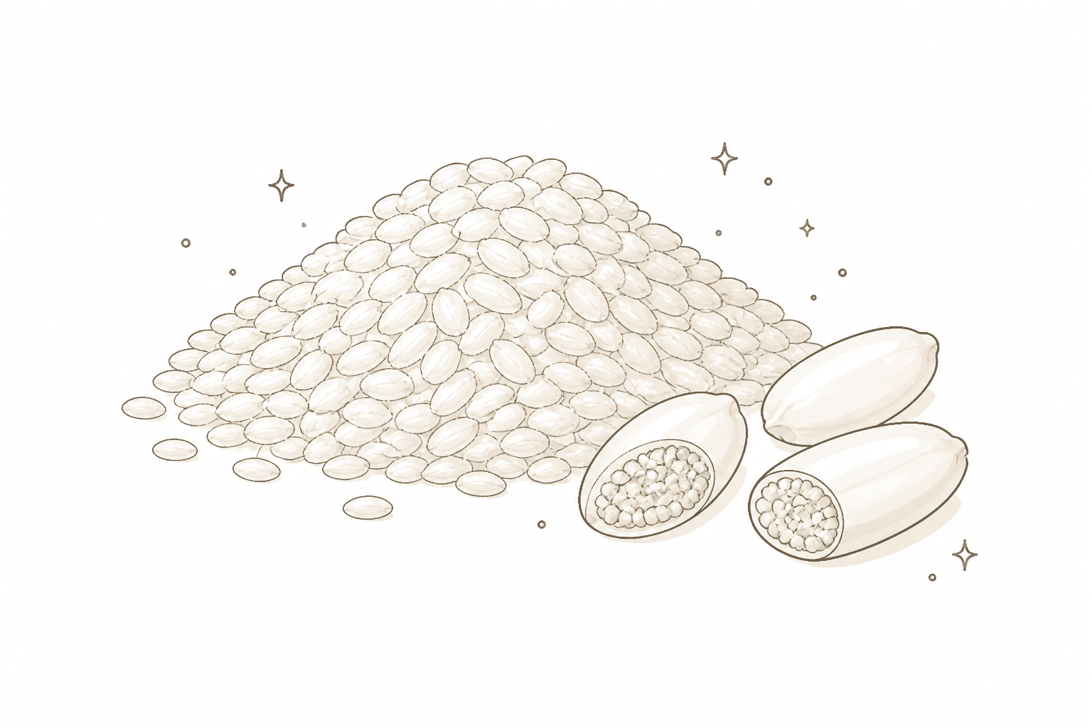 Illustration of Rice (Oryza sativa)