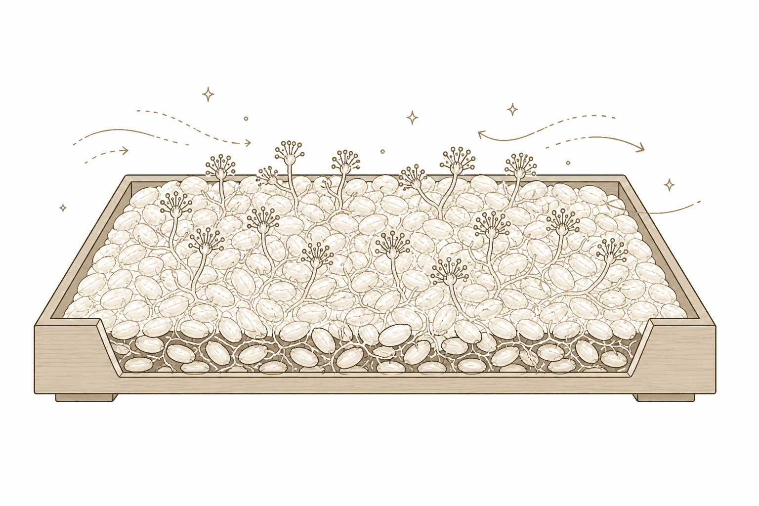 Illustration of Solid-state Fermentation (SSF)
