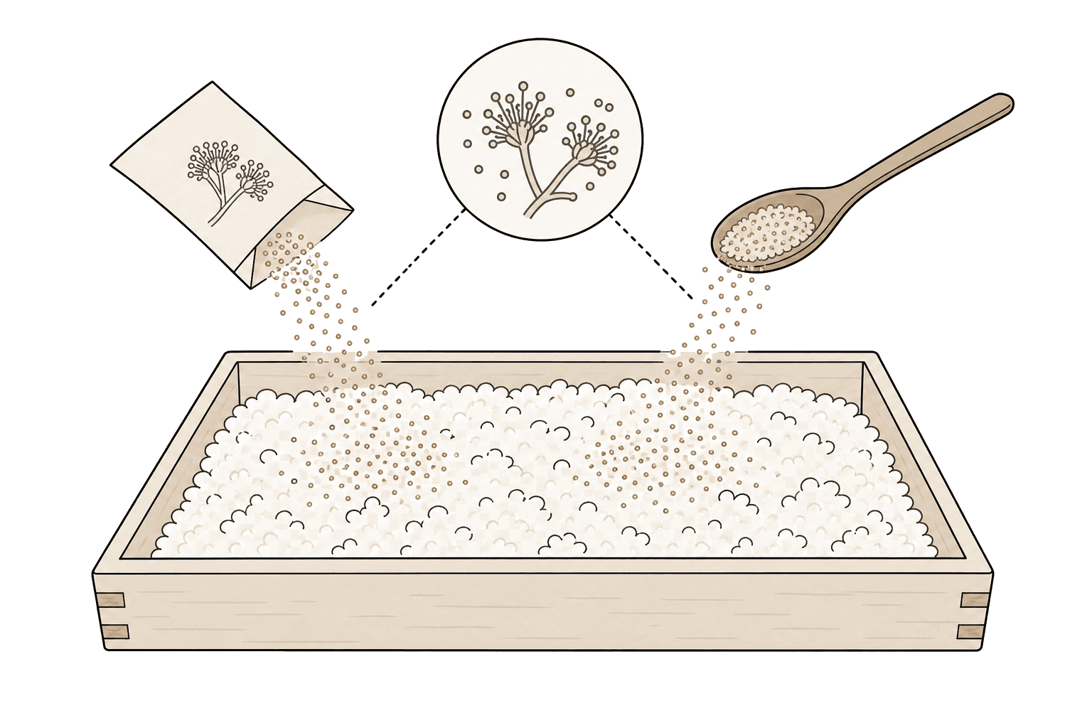 Illustration of Tane-koji (Starter koji)